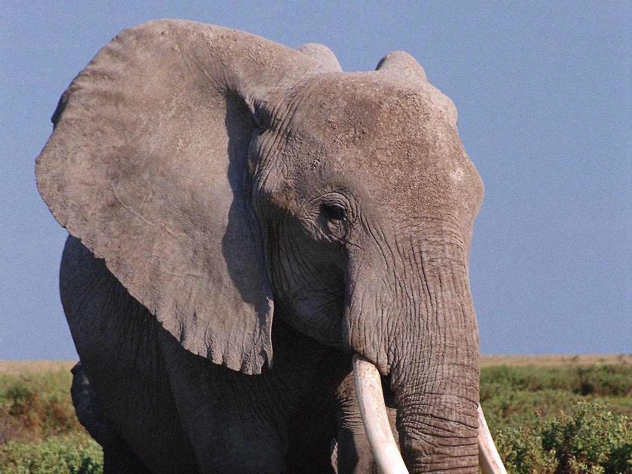 Слоновые уши. Уши слона. Нос слона. Уши африканского слона. У слона большие уши.